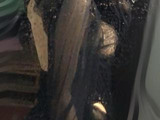 Susuiu69 Gallery Image 3 Susuiu69 Gallery Image 3