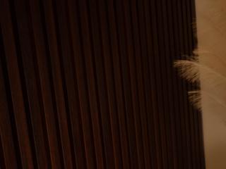 Image 4 of Laramml, female webcam model, 20 years old, on live webcam